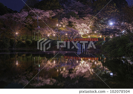 松永橋和天城公園的夜櫻 102078504