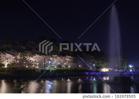 Amagi Park fountain and cherry blossoms at night 102078505