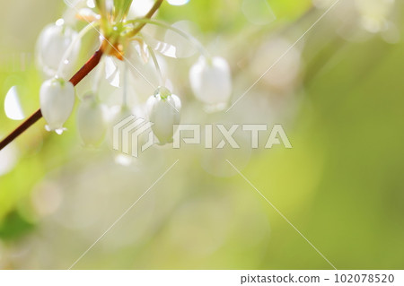 Enkianthus perula 特寫 [雨後] [水滴] 102078520