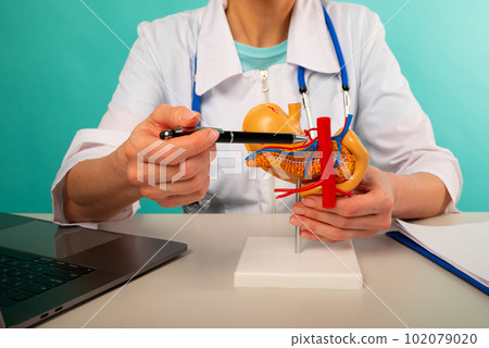 Doctor gynecologist showing pen on plastic model human pancreas closeup 102079020