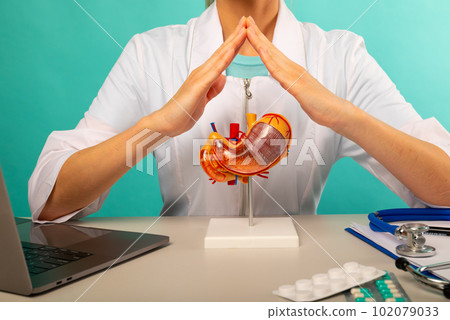Doctor is holding anatomical model stomach folded hands above head like house roof 102079033