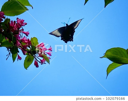 Flowers and butterflies and blue sky 102079166
