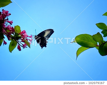 Flowers and butterflies and blue sky Flowers and butterflies and blue sky 102079167