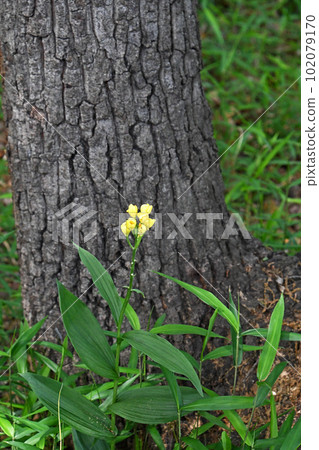 金蘭在樹下靜靜綻放 102079170