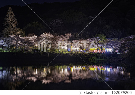 Maruyama Pond and cherry blossoms at night in Amagi Park Maruyama Pond and cherry blossoms at night in Amagi Park 102079206