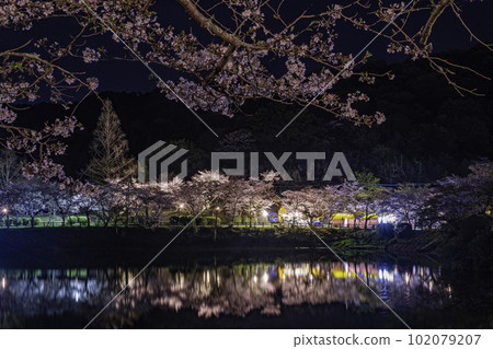 Maruyama Pond and cherry blossoms at night in Amagi Park Maruyama Pond and cherry blossoms at night in Amagi Park 102079207