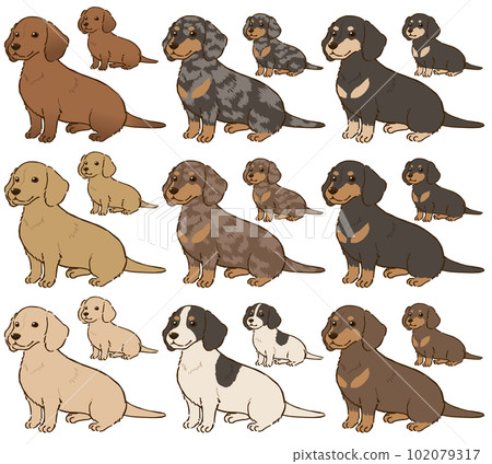 各種顏色的臘腸犬(光滑的被毛) 各種顏色的臘腸犬(光滑的被毛) 102079317