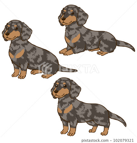 各種姿勢的臘腸犬(光滑的被毛,銀色斑紋) 各種姿勢的臘腸犬(光滑的被毛,銀色斑紋) 102079321