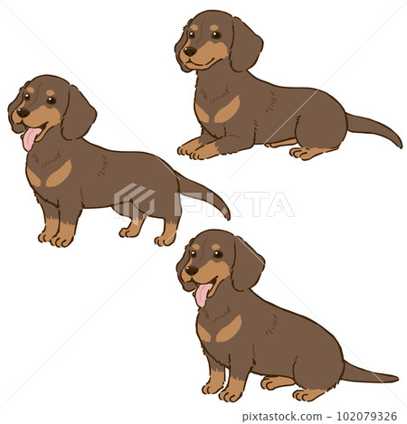 Various postures of Dachshund (smooth coat, chocolate tongue) 102079326