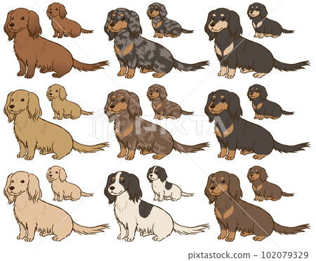 Dachshund of various colors (long coat) Dachshund of various colors (long coat) 102079329