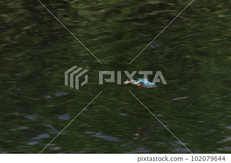 Kingfisher flying over clean water 102079644