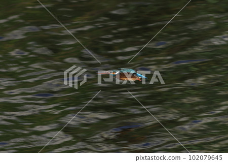 Kingfisher flying over clean water Kingfisher flying over clean water 102079645