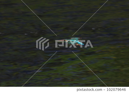 Kingfisher flying over clean water Kingfisher flying over clean water 102079646