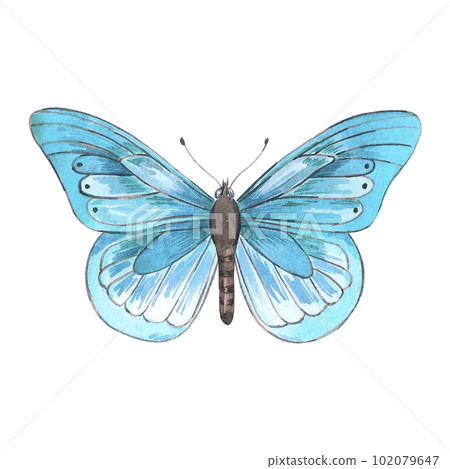Hand drawn watercolor blue butterfly on white background. Can be used for Scrapbook, post card, textile, invitation, album. Hand drawn watercolor blue butterfly on white background. Can be used for Scrapbook, post card, textile, invitation, album. 102079647