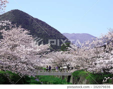 山口市/一坂川櫻花林 山口市/一坂川櫻花林 102079836