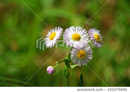 Halcyon is a common flower, but it makes you feel spring. 102079846