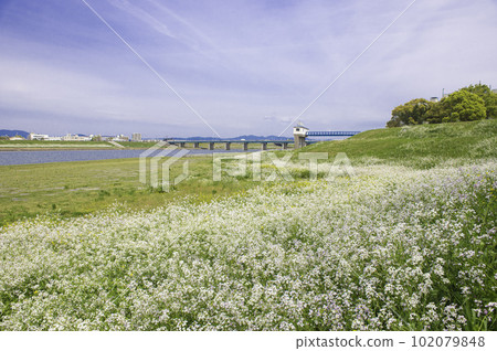 築後川沿岸盛開的油菜花 築後川沿岸盛開的油菜花 102079848
