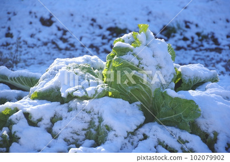 Winter Chinese cabbage covered with snow Chinese cabbage and snow overwintering 102079902