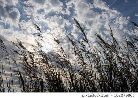 Reed and a cloudy sky in the evening 102079965