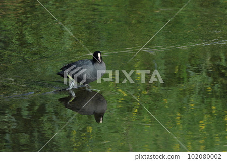 A black bird on the surface of the water reflecting greenery and rapeseed flowers Coot 102080002