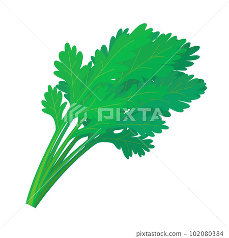 Vector illustration of garland chrysanthemum. 102080384