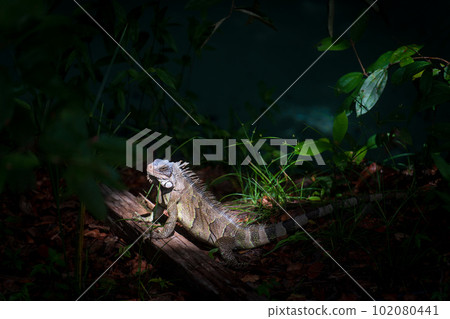 Thoughtful Wild Iguana, Illuminated by a Sunbeam in the Jungle Thoughtful Wild Iguana, Illuminated by a Sunbeam in the Jungle 102080441