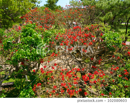 Flowers of Deigo 102080603