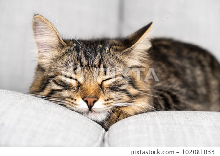 Portrait of a sleeping striped young cat on a gray sofa. The cat is resting. Portrait of a sleeping striped young cat on a gray sofa. The cat is resting. 102081033