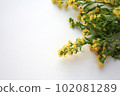 Photo of goldenrod solidago yellow small flowers 102081289