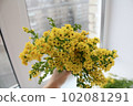 Photo of goldenrod solidago yellow small flowers 102081291