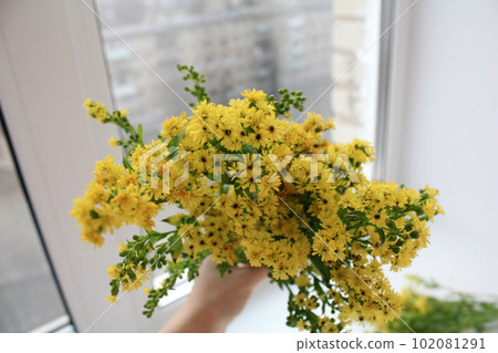 Photo of goldenrod solidago yellow small flowers Photo of goldenrod solidago yellow small flowers 102081291