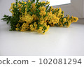 Photo of goldenrod solidago yellow small flowers 102081294
