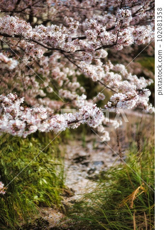 Cherry Blossoms Cherry Blossoms 102081358