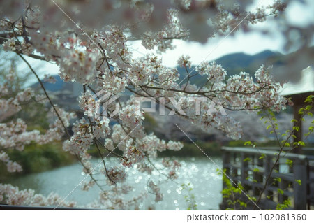Cherry Blossoms Cherry Blossoms 102081360