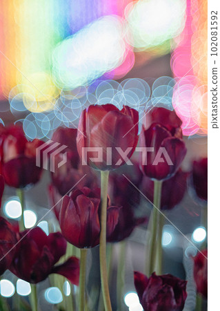 Tulips and Illuminations 102081592