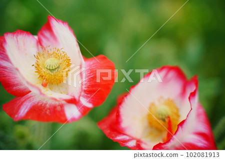shirley poppy, poppy, red, white, papaver, rheas, shirley, shirley poppy, poppy, red, white, papaver, rheas, shirley, 102081913