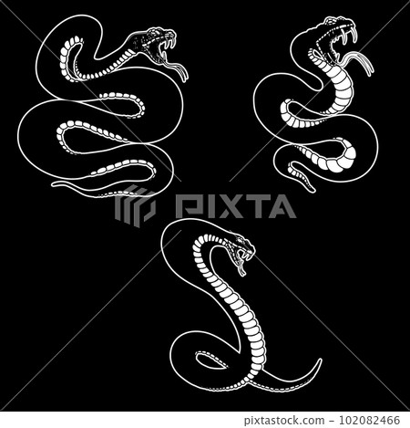 Set of illustrations of poisonous snake in engraving style. Design element for logo, label, sign, poster, t shirt. Vector illustration 102082466