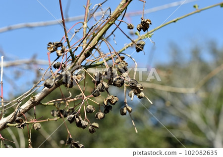 Mayumi fruit Mayumi fruit 102082635