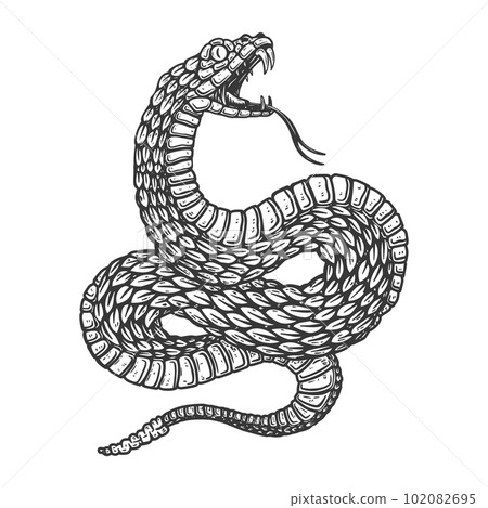 Illustration of poisonous snake in engraving style. Design element for logo, label, sign, poster, t shirt. Vector illustration Illustration of poisonous snake in engraving style. Design element for logo, label, sign, poster, t shirt. Vector illustration 102082695