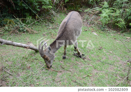 Wild goat Nilgiri Tahr Wild goat Nilgiri Tahr 102082809