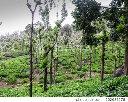 Tea gardens at Ooty, India Tea gardens at Ooty, India 102083276