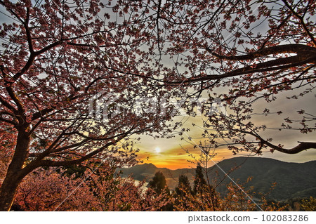 Kawazu cherry tree and sunrise Kawazu cherry tree and sunrise 102083286