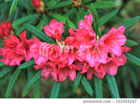 red leaf azalea red leaf azalea 102083287