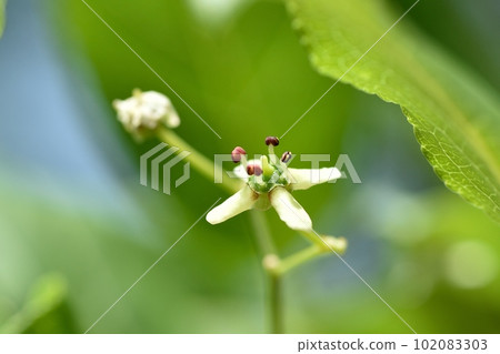 真弓花 真弓花 102083303