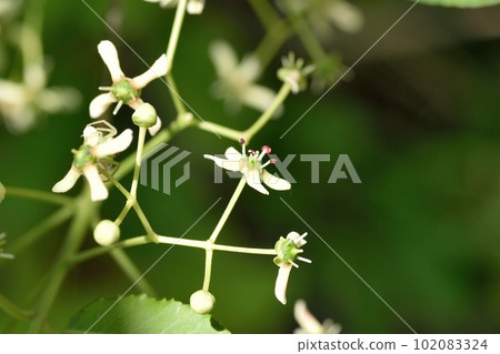 真弓花 102083324
