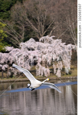 Cherry blossoms of remission and swans flying away Cherry blossoms of remission and swans flying away 102083507
