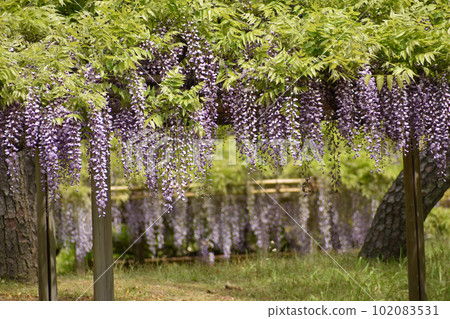 淡紫色的紫藤花在初夏的微風中搖曳 淡紫色的紫藤花在初夏的微風中搖曳 102083531