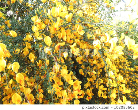 春天盛開的木蘭 102083602