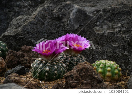 仙人掌花 102084101