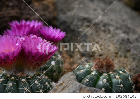 仙人掌花 102084102